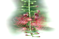 Barringtonia acutangula